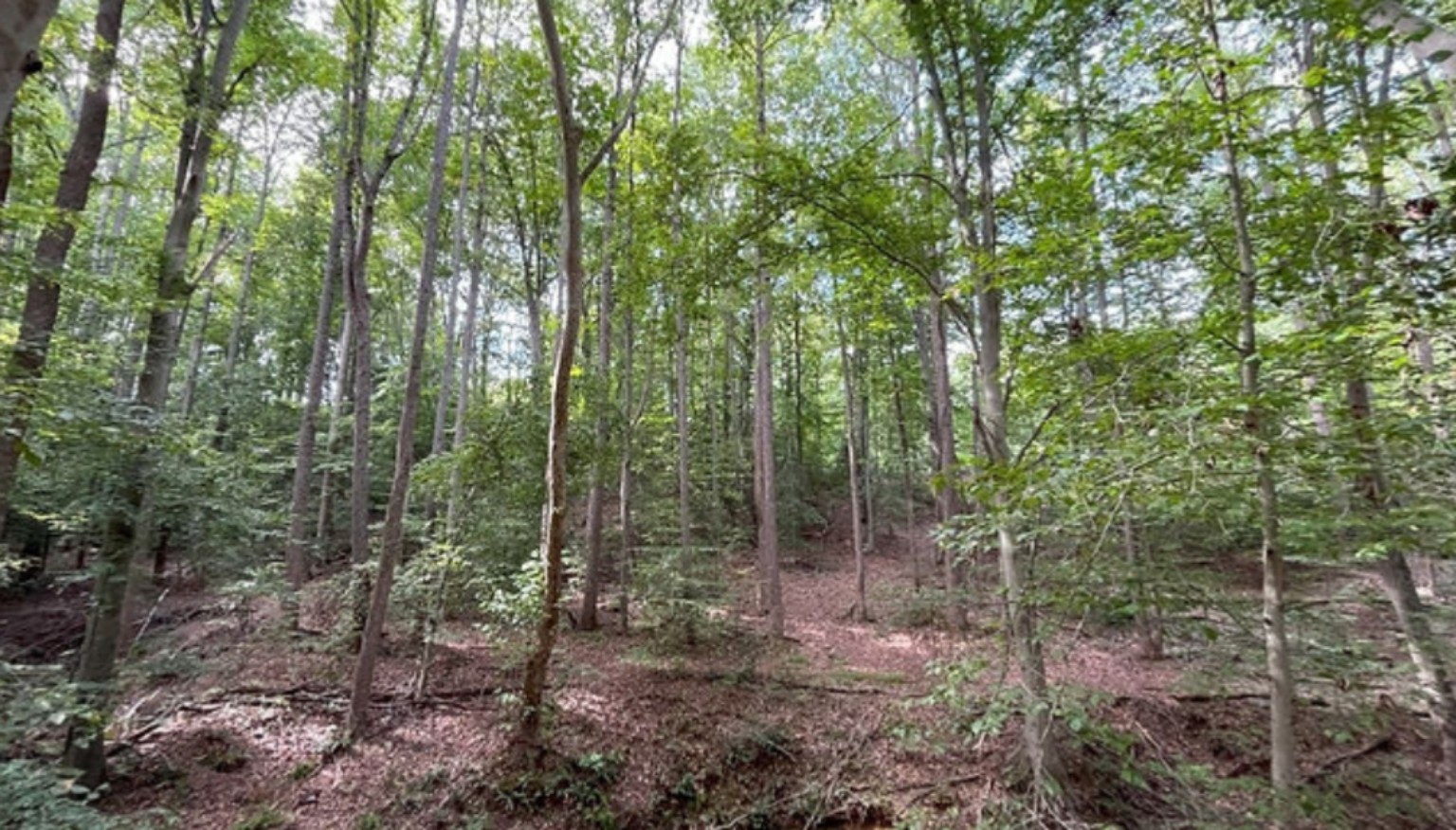 Mature forest at Tank Creek Preserve
